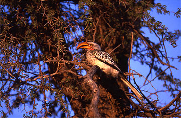 yellow biller hornbill kenya